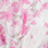 PINK BLOOM